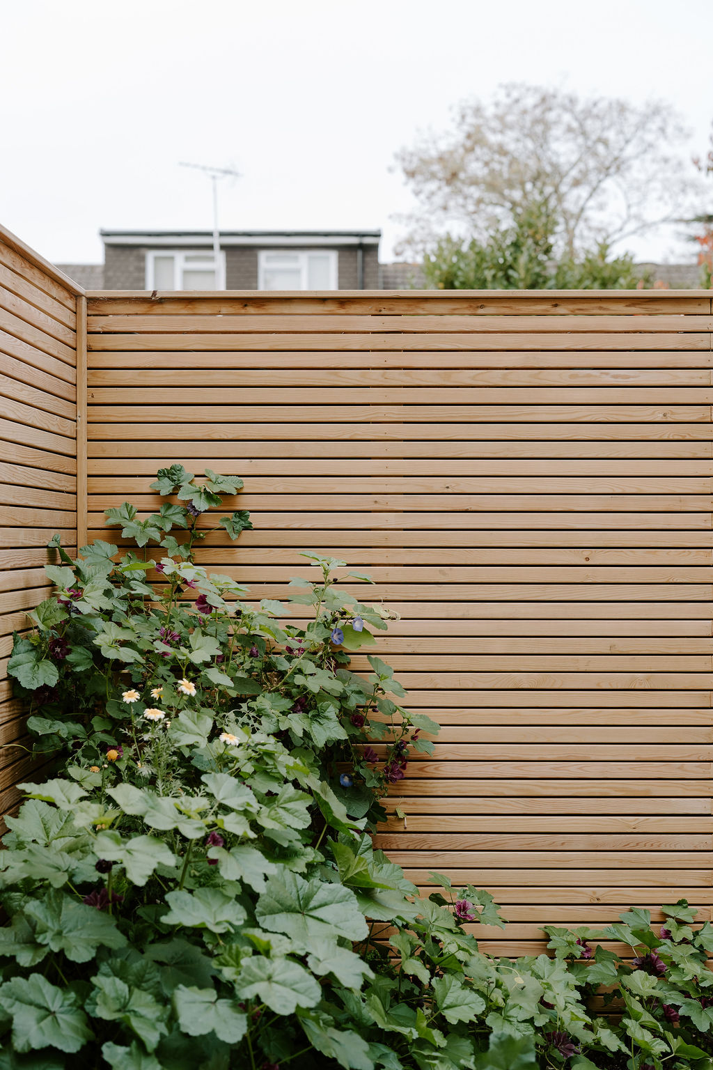 Panel and top trellis fence