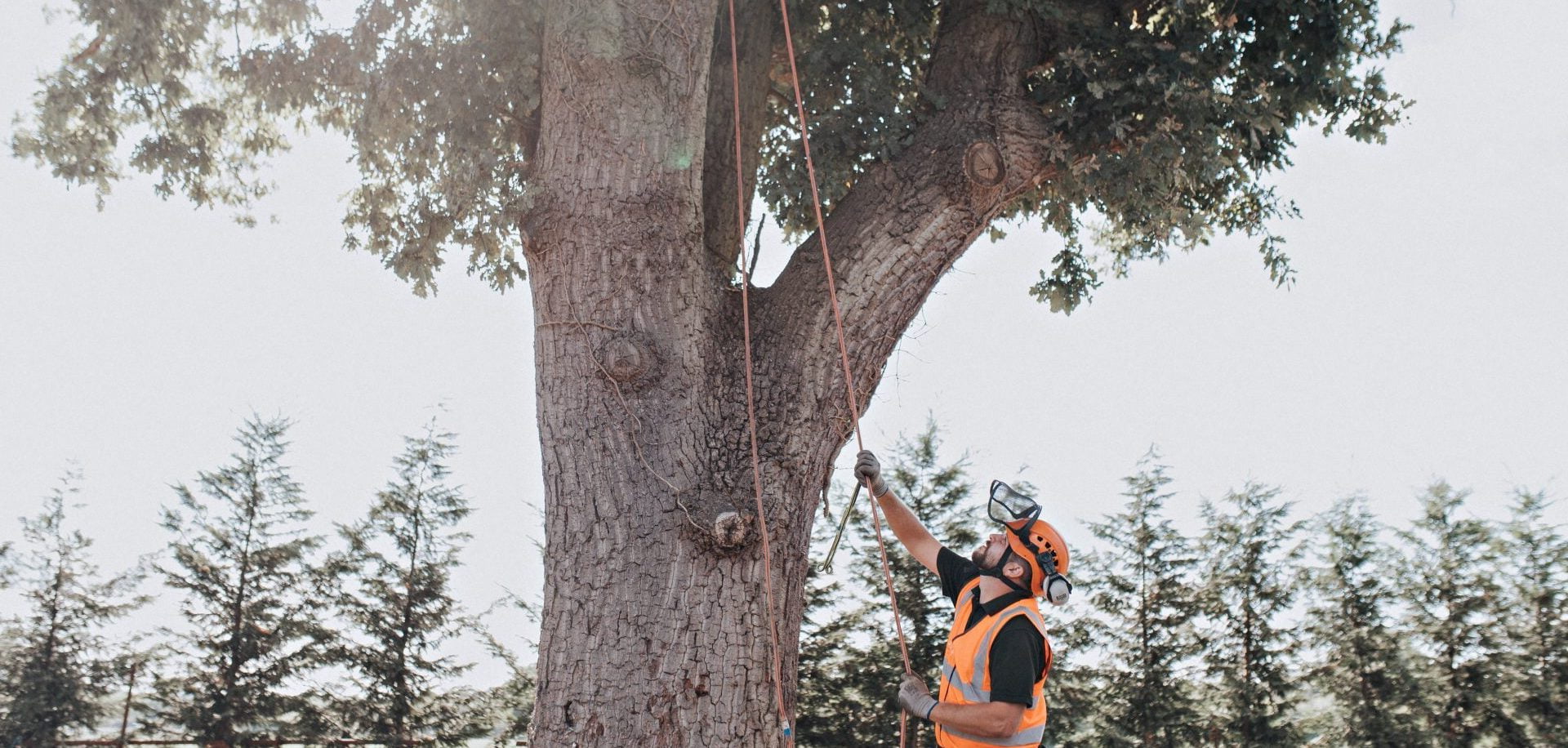 Tree Work image